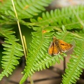 Large Skipper Butterfly on Fern