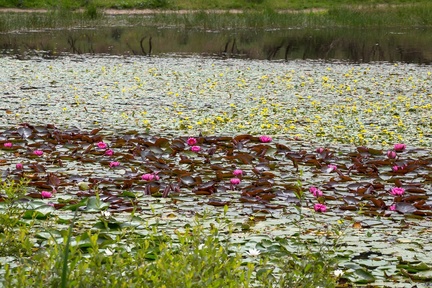 Pond Flora