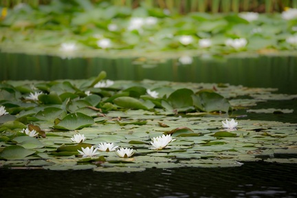 Water-lilies
