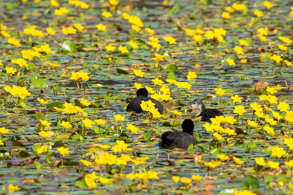 Coots among Yellow Flowers