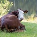 Young Cow