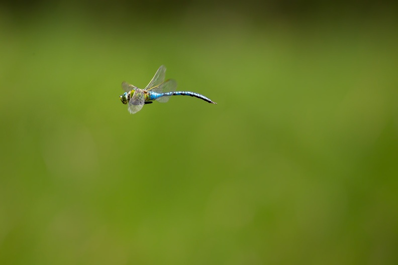 emperor-dragonfly-flight-s150-600-g-6D5217.jpg