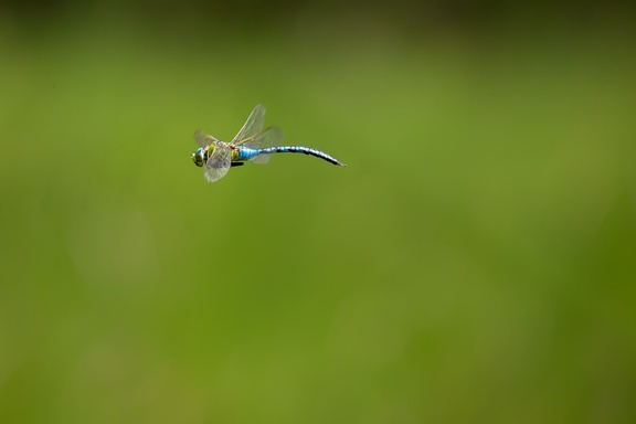 Male Emperor Dragonfly Flight