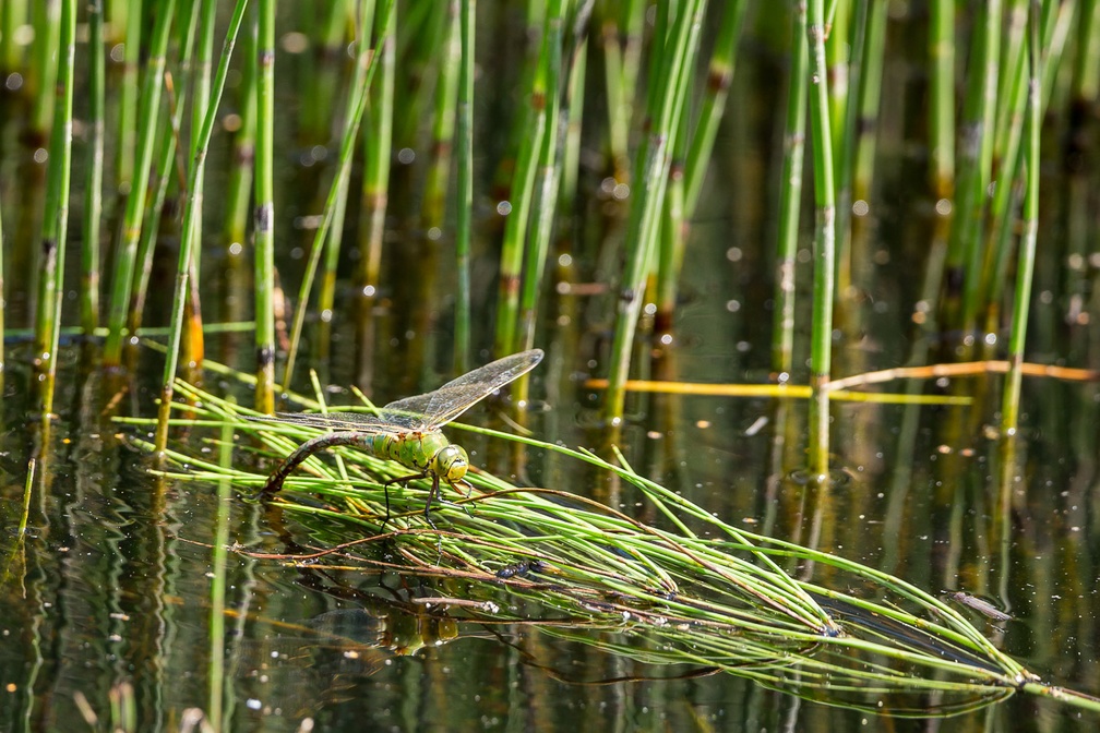 Female Emperor Dragonfly Egg Laying