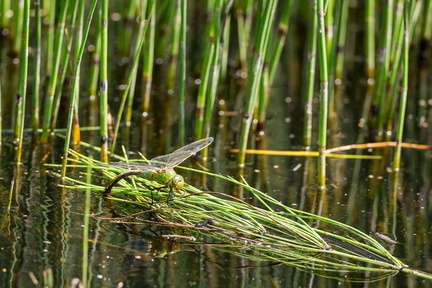 Female Emperor Dragonfly Egg Laying