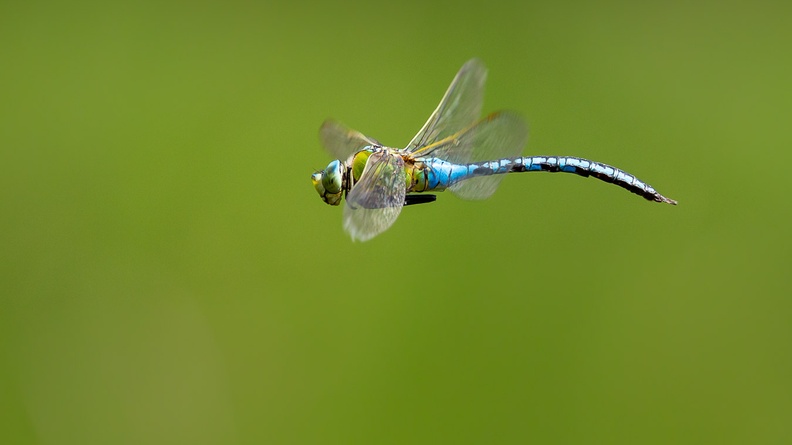 emperor-dragonfly-flight-s150-600-cg-6D5217.jpg