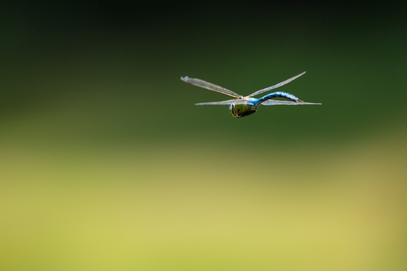 emperor-dragonfly-flight-s150-600-g-6D5180.jpg