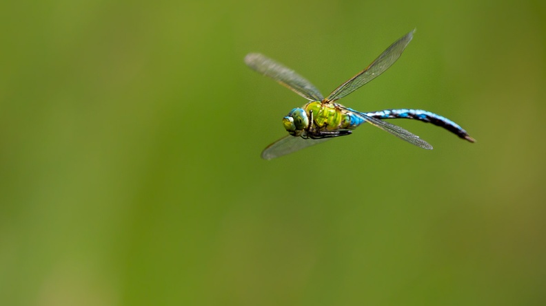 emperor-dragonfly-flight-s150-600-g-6D5187.jpg