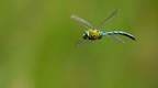 Male Emperor Dragonfly Flight