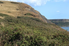 Hills on Purbeck Coast Path