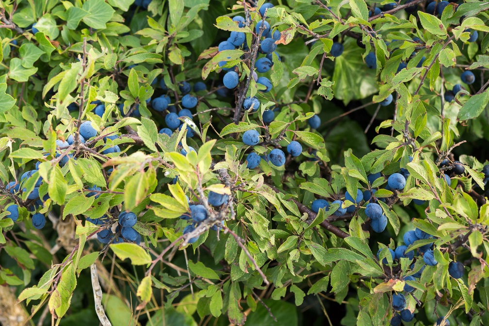 Sloe Berries