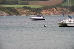Dolphin in Swanage Bay