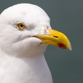 Herring Gull Portrait