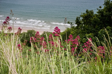 Red Valerian on Dorset Coast Path