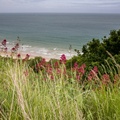Red Valerian on Dorset Coastal Path