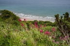 Red Valerian on Dorset Coast Path