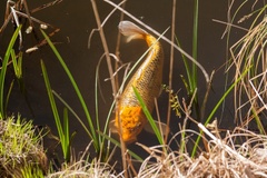 Wild Orange Koi Carp