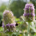 Flowering Teasel and Bumblebee