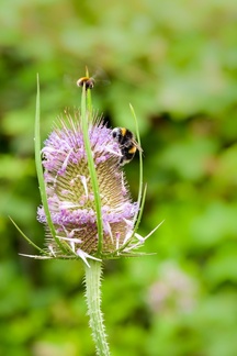 Teasel Flower and Insects