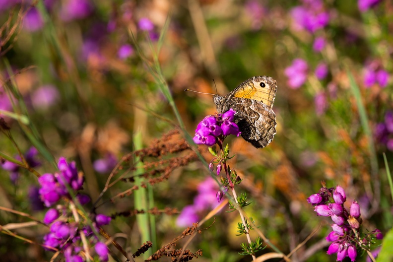Grayling Butterfly on Bell Heather