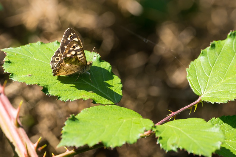 speckled-wood-butterfly-s150-600-g-6D5635.jpg