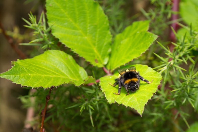 Bumblebee on Bramble