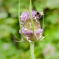 Flowering Teasel and Bumblebee