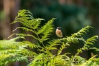 Stonechat Male Bird