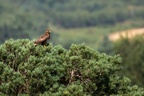 Buzzard Perched on Pine