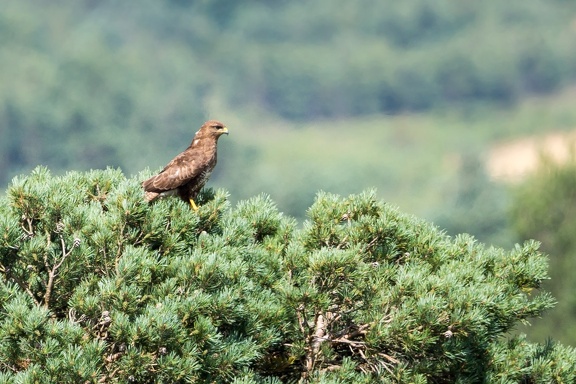 Buzzard Perched on Tree