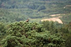 Buzzard Perched on Pine