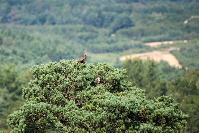 Buzzard Perched on Tree