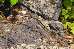 Male Adder Snake