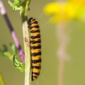 Cinnabar Moth Caterpillar