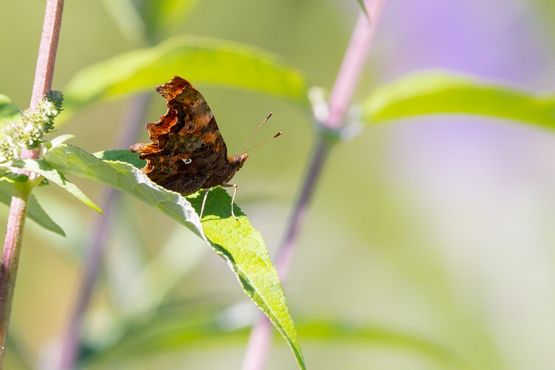 Comma Butterfly on Leaf
