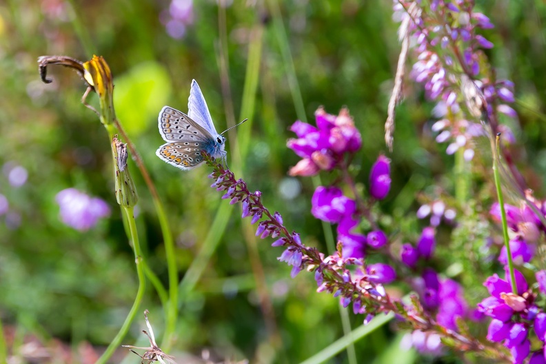 common-blue-butterfly-s150-600-g-6D6215.jpg