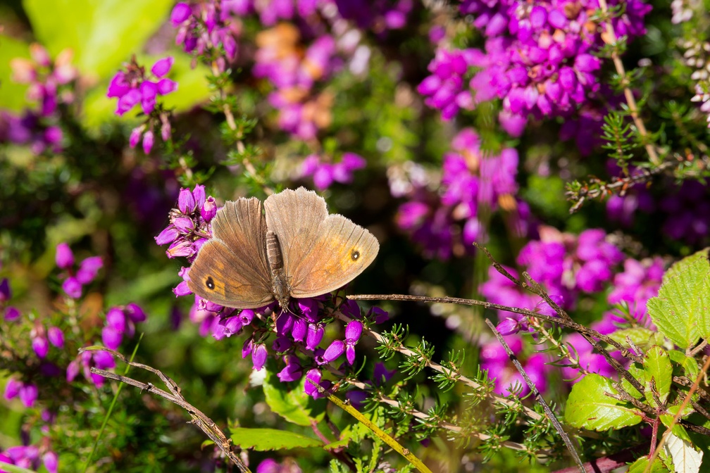 Meadow Brown on Heather