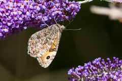 Grayling Butterfly on Buddleia