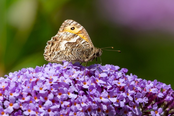 Grayling Butterfly on Buddleia