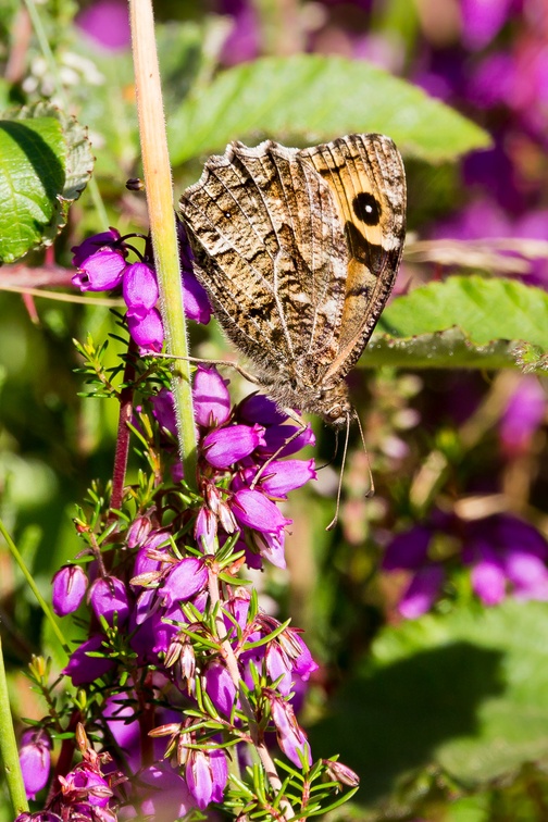 Grayling Butterfly on Heather