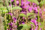 Grayling Butterfly on Heather