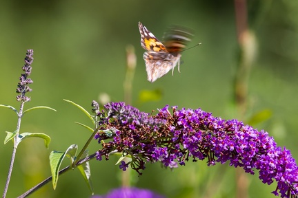 Painted Lady Butterfly Take-off