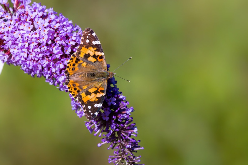 painted-lady-s150-600-g-6D.jpg