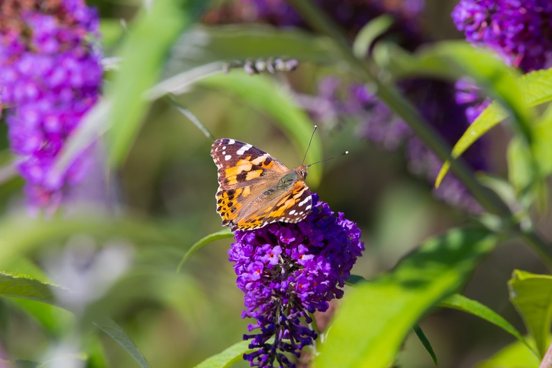 painted-lady-s150-600-g-6D5829.jpg