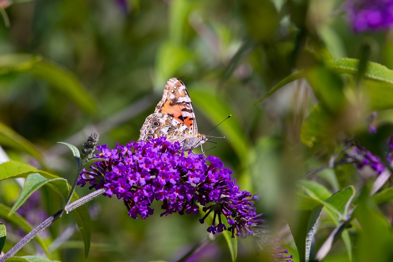 painted-lady-s150-600-g-6D5990.jpg