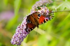 Peacock Butterfly on Buddleia
