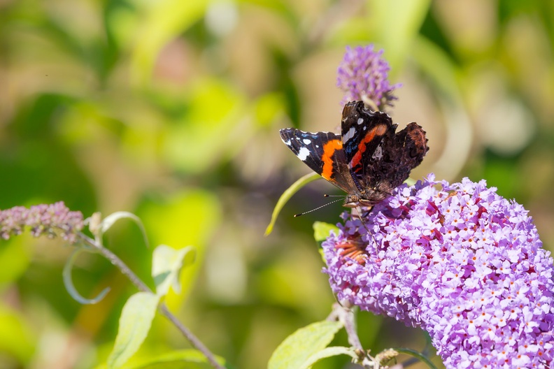 Red Admiral on Buddleia