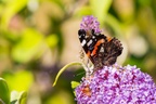Red Admiral Butterfly on Buddleia