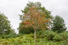 Rowan Tree with Berries