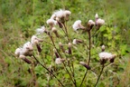 Thistle Seed Heads